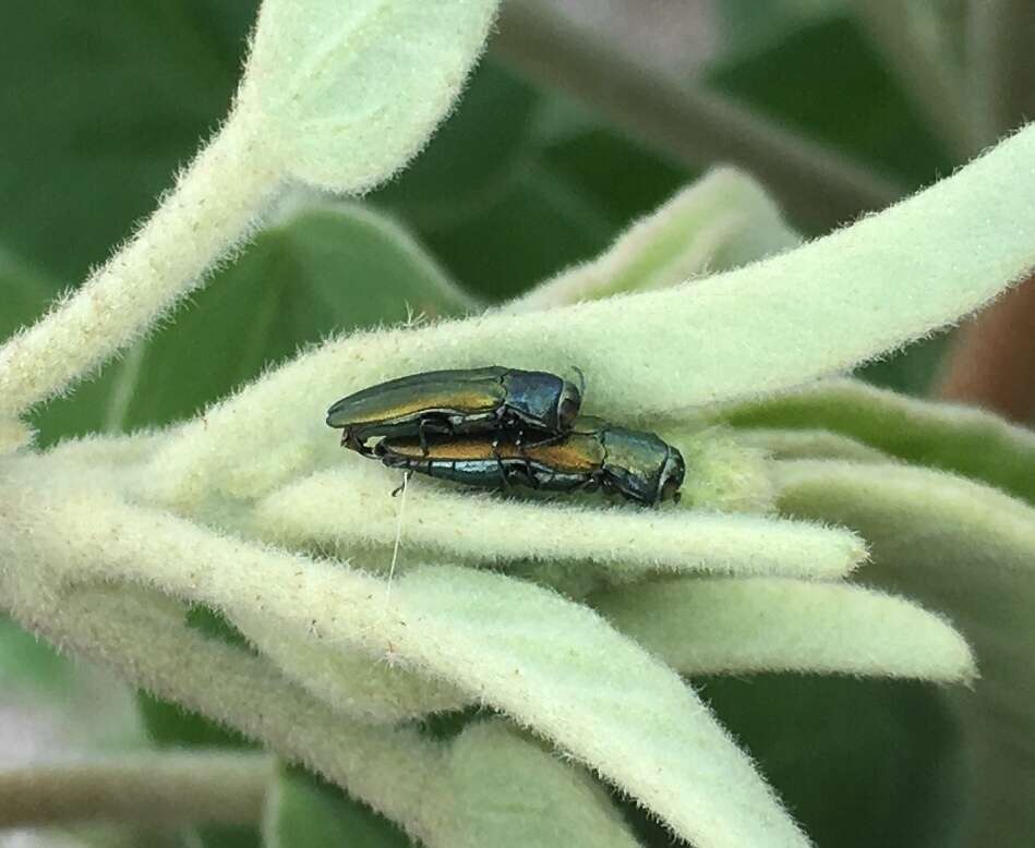 Imagem de Agrilus lacustris Le Conte 1860