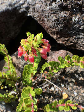 Image de Vaccinium reticulatum Sm.