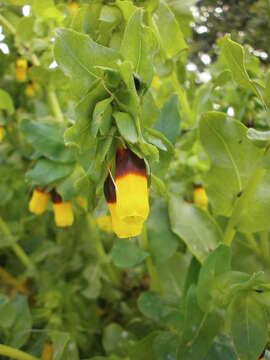 Cerinthe major L. resmi