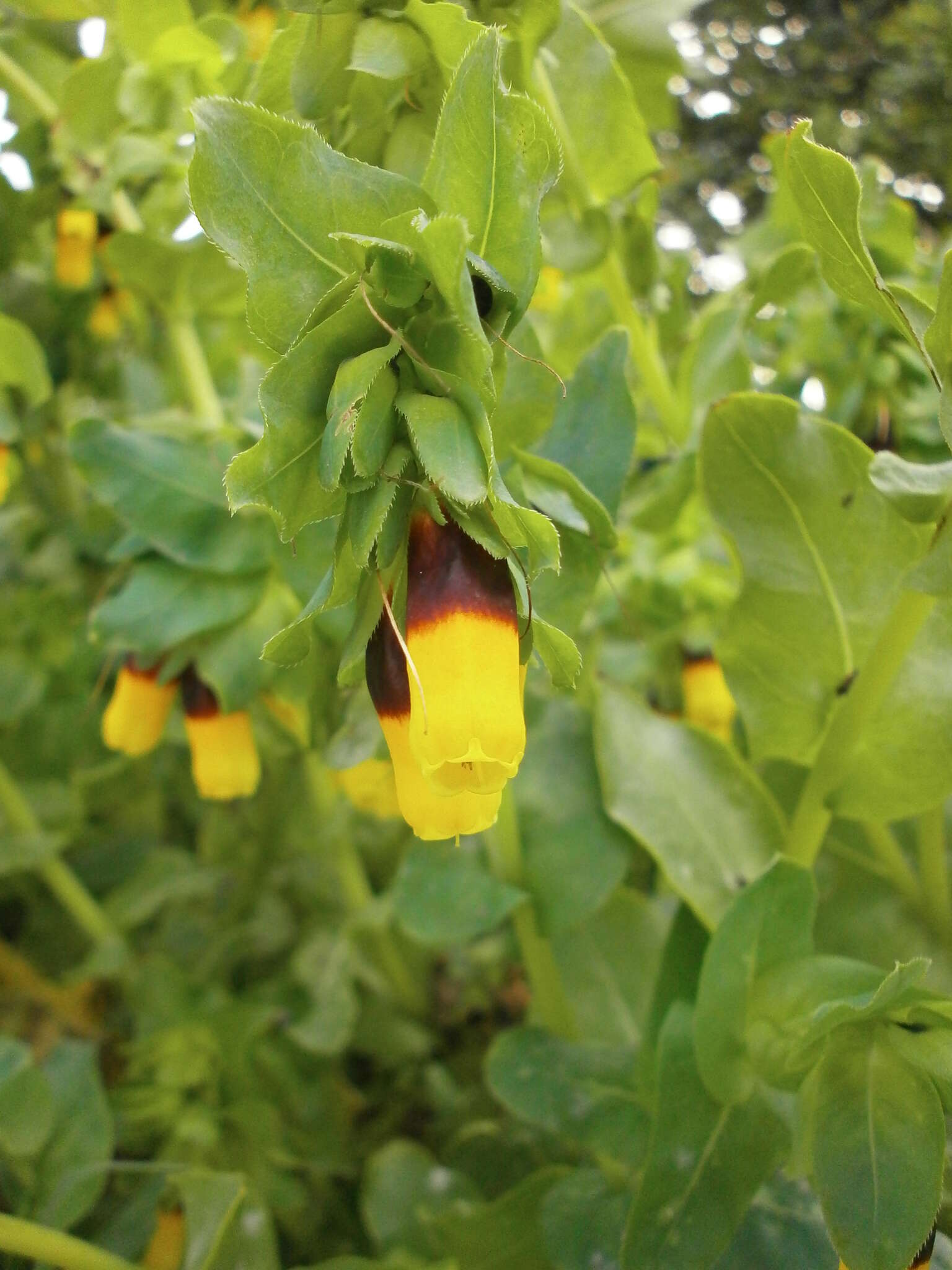 Cerinthe major L. resmi