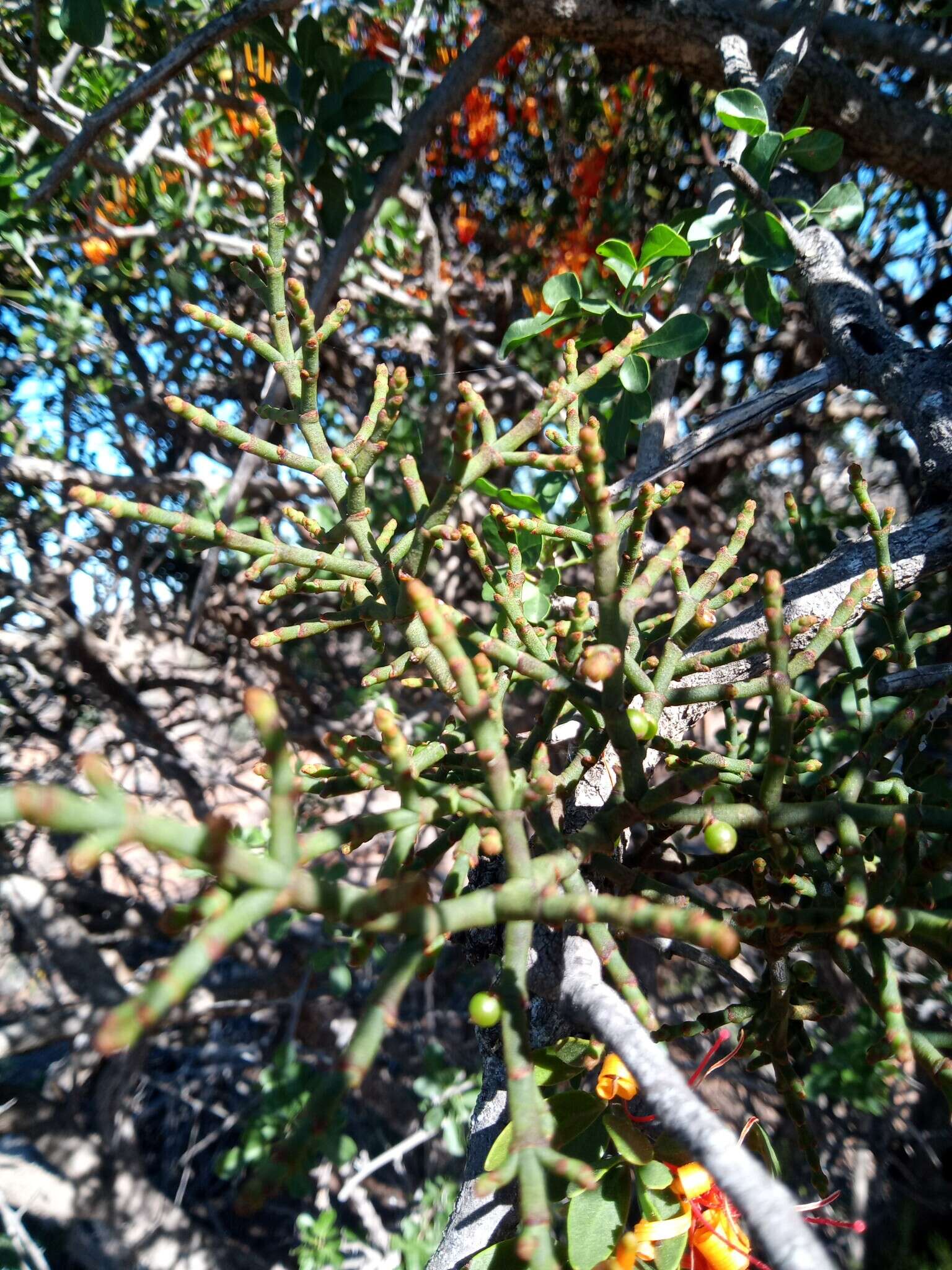 Image of Hooley Mistletoe