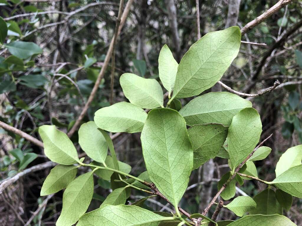 Image of Denhamia bilocularis (F. Müll.) M. P. Simmons