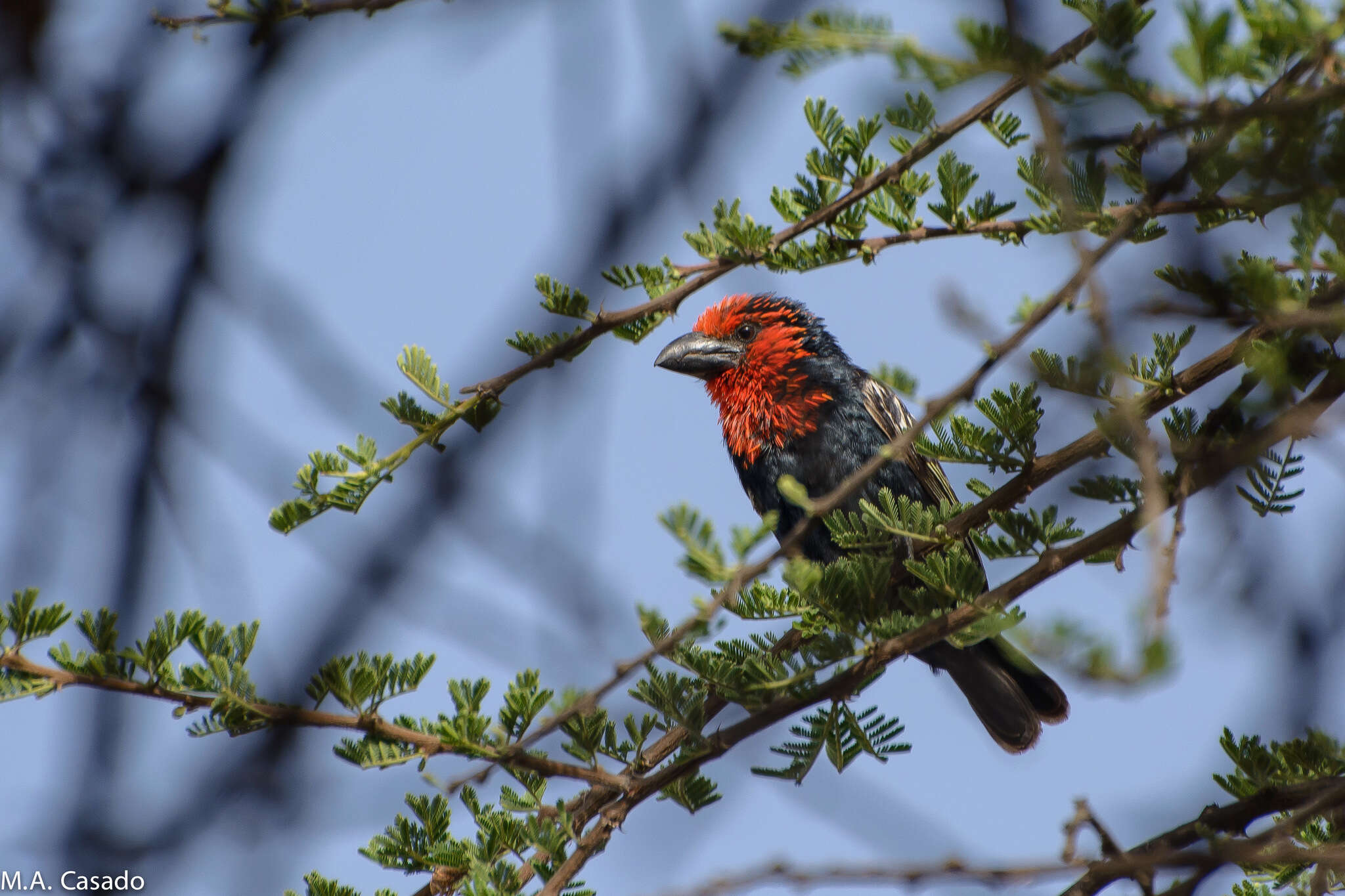 Image of Black-billed Barbet