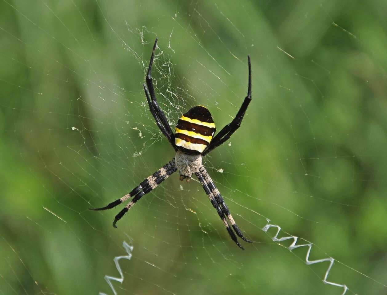 Image of Argiope amoena L. Koch 1878