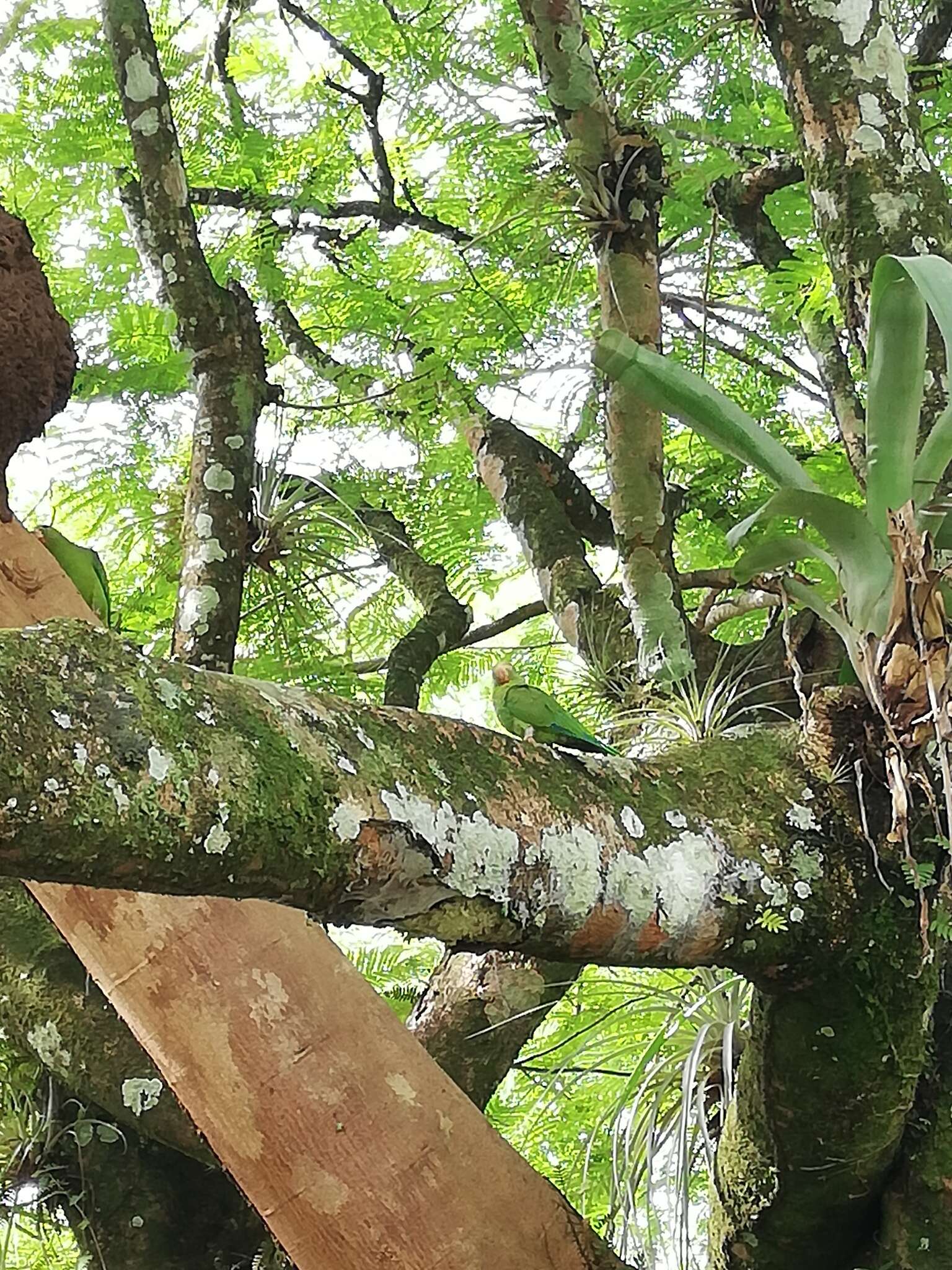 Image of Cobalt-winged Parakeet