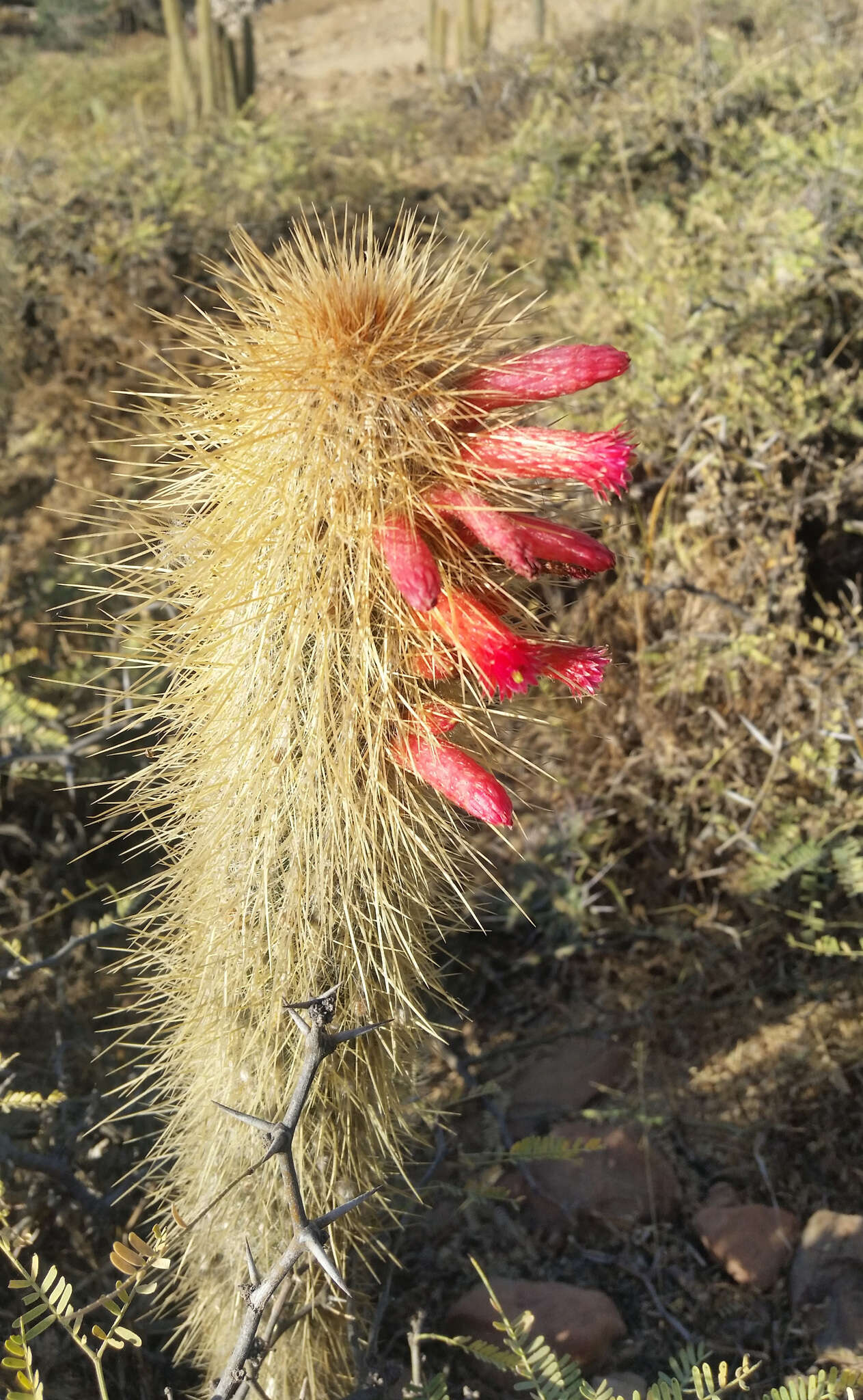 Image of Cleistocactus hyalacanthus (K. Schum.) Rol.-Goss.