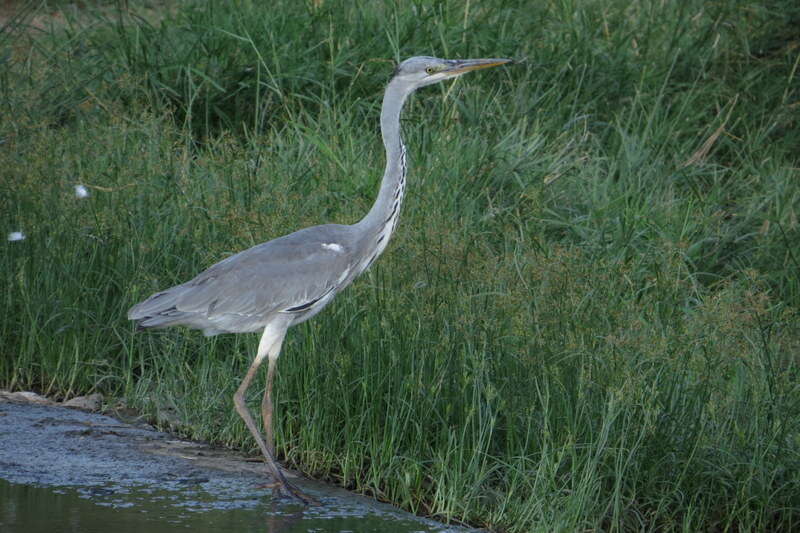 Image of Ardea cinerea cinerea Linnaeus 1758