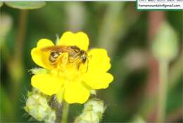 Halictus aerarius Smith 1873 resmi