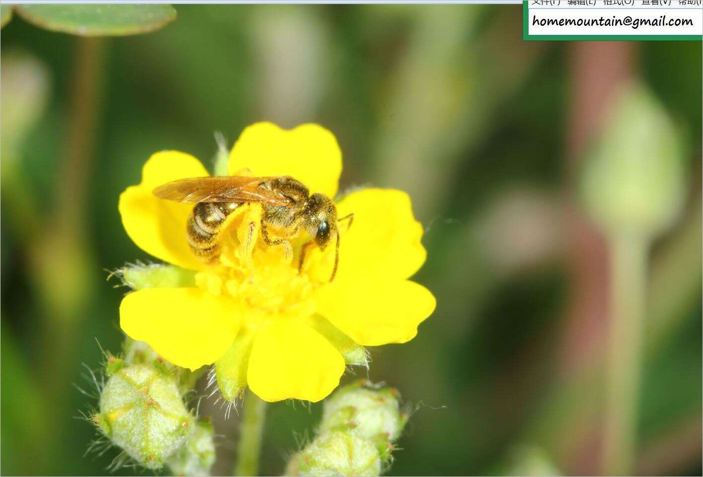 Image of Halictus aerarius Smith 1873