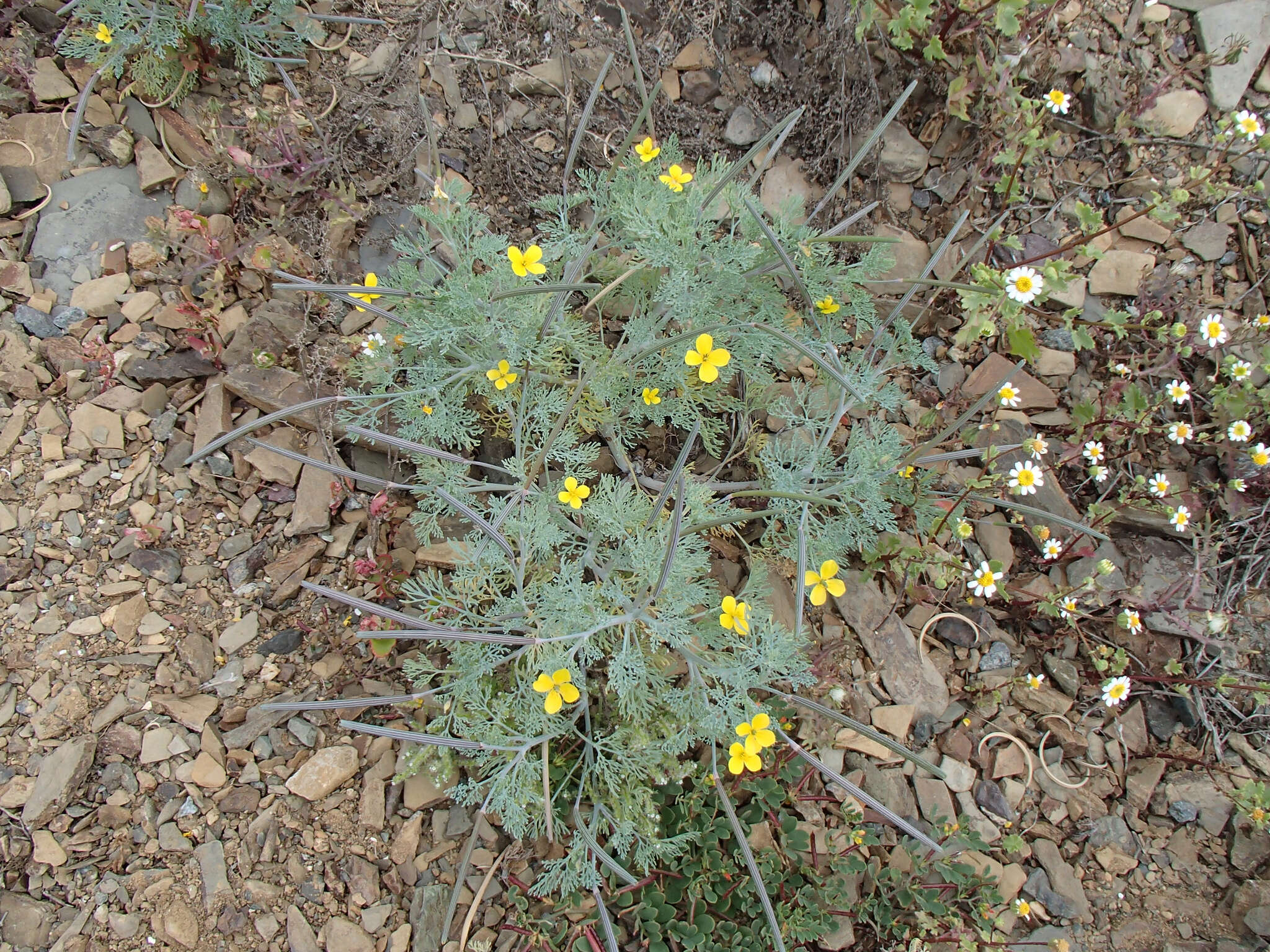 Imagem de Eschscholzia ramosa (Greene) Greene