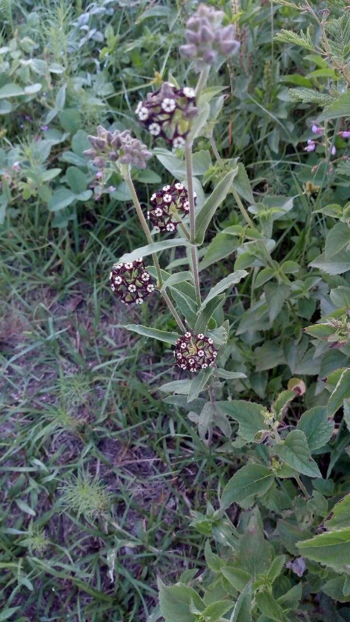 Image of Oxypetalum arnottianum Buek ex Fourn.