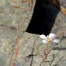 Image de Heliophila seselifolia var. nigellifolia (Schltr.) Marais