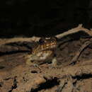 Слика од Leptodactylus griseigularis (Henle 1981)