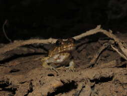 Image de Leptodactylus griseigularis (Henle 1981)