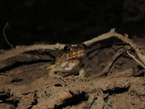 Слика од Leptodactylus griseigularis (Henle 1981)