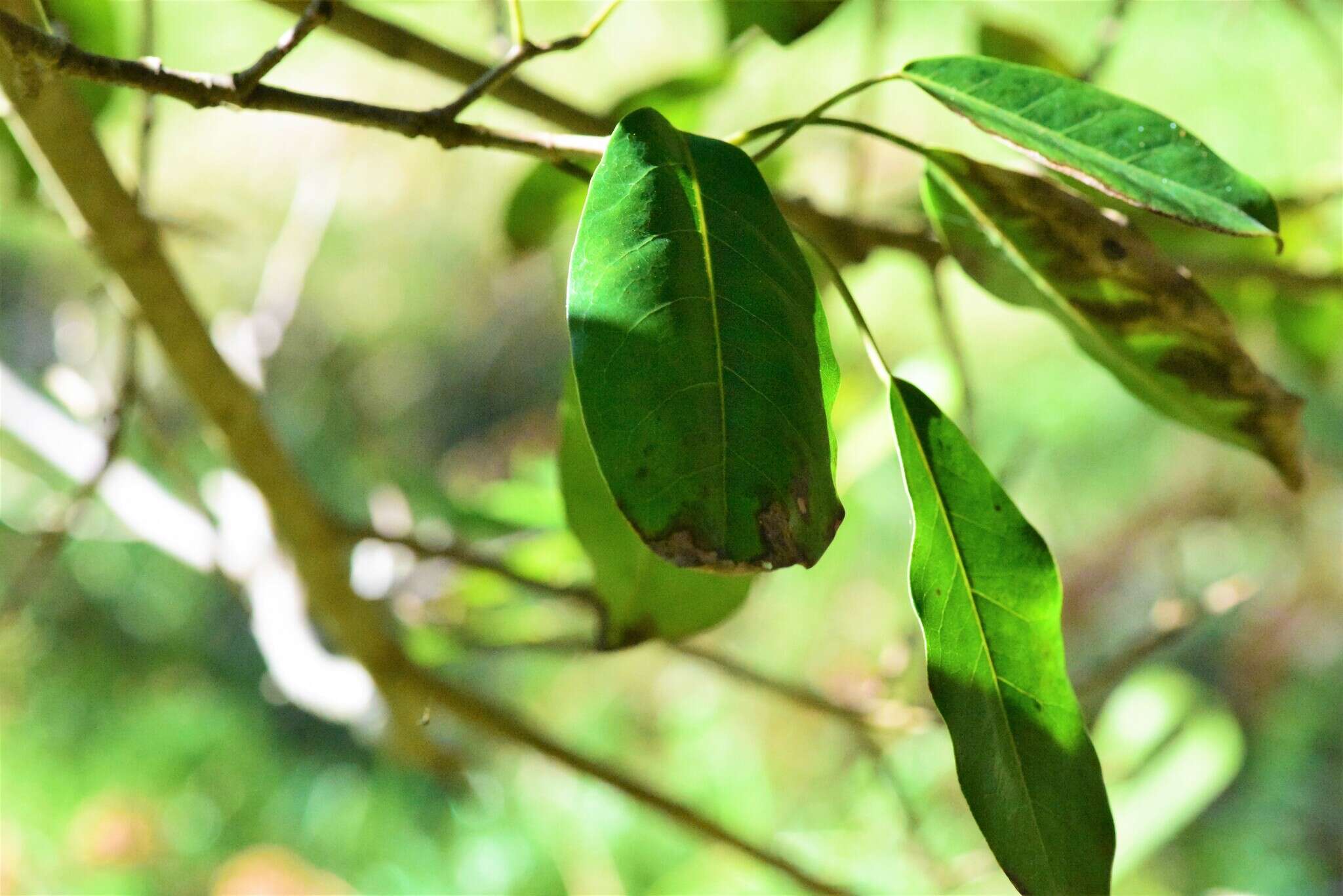 Image de Ficus superba var. henneana (Miq.) Corner