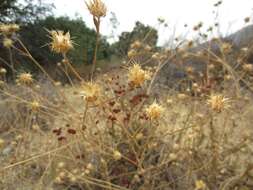 Imagem de Centaurea melitensis L.