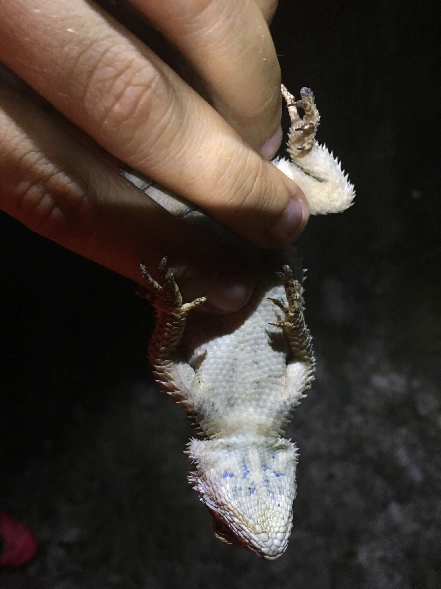 Image of Crevice Spiny Lizard