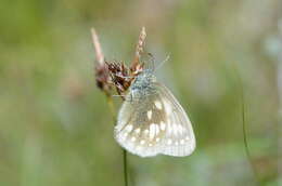 Coenonympha sunbecca Eversmann 1843的圖片