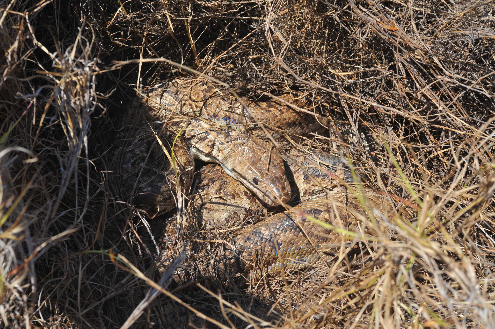 Image of Cuban Boa