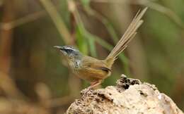 Image of Hill Prinia