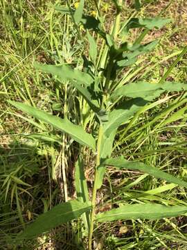 Imagem de Hieracium reticulatum (Lindeb.) Lindeb.