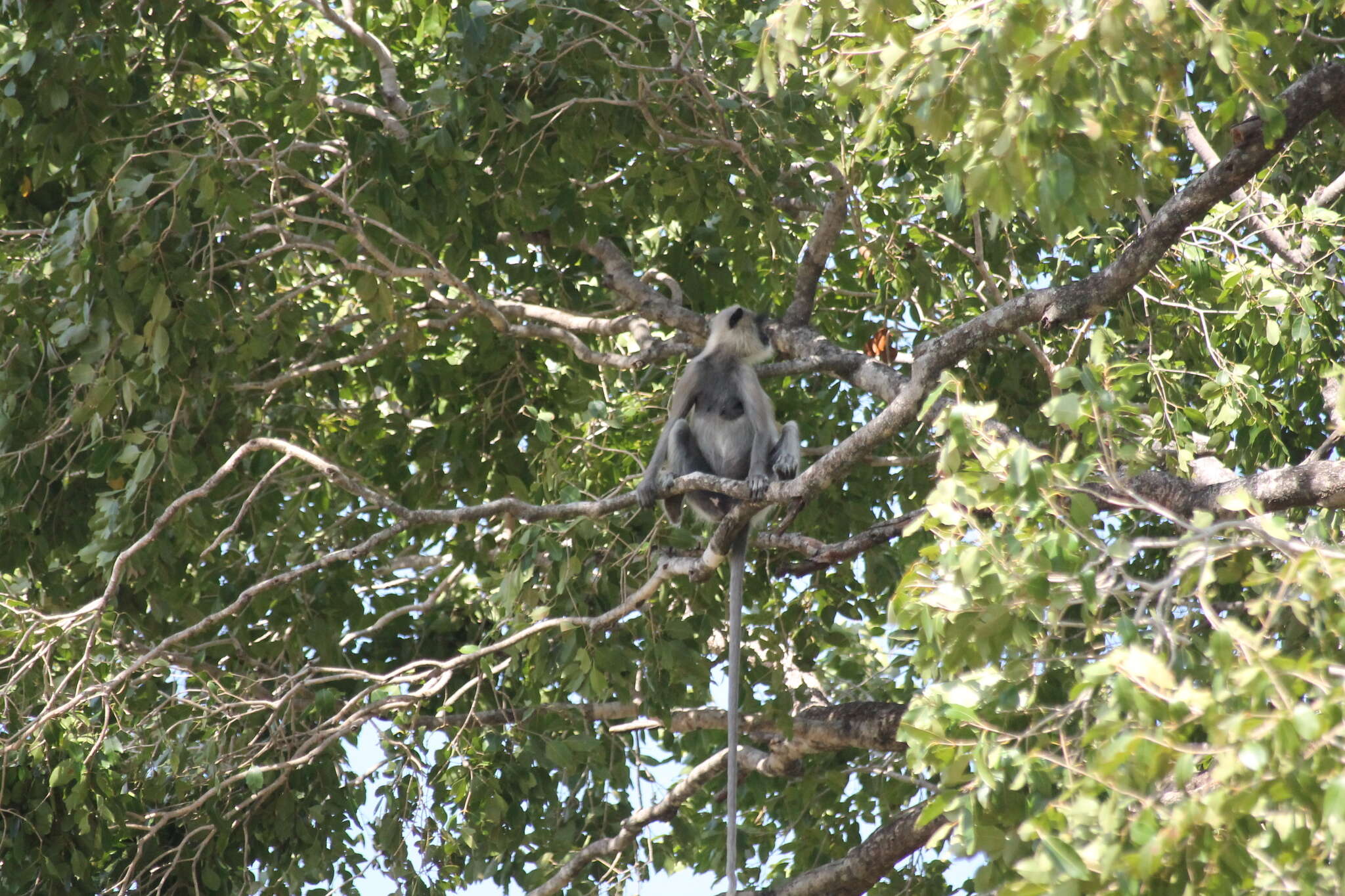 Image of Coromandel Sacred Langur