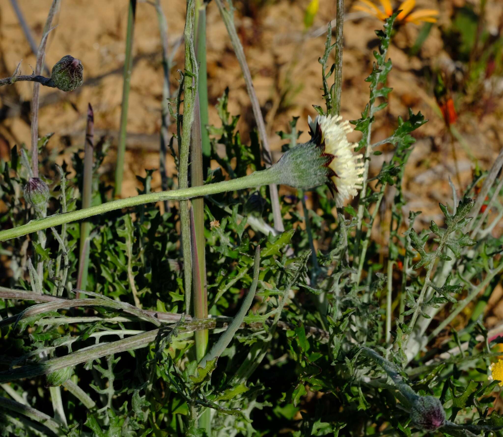 Image of Bolandia pinnatifida (Thunb.) J. C. Manning & Cron