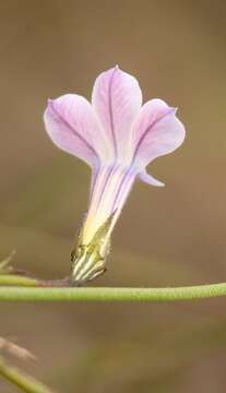 Image of Lobelia capillifolia (C. Presl) A. DC.