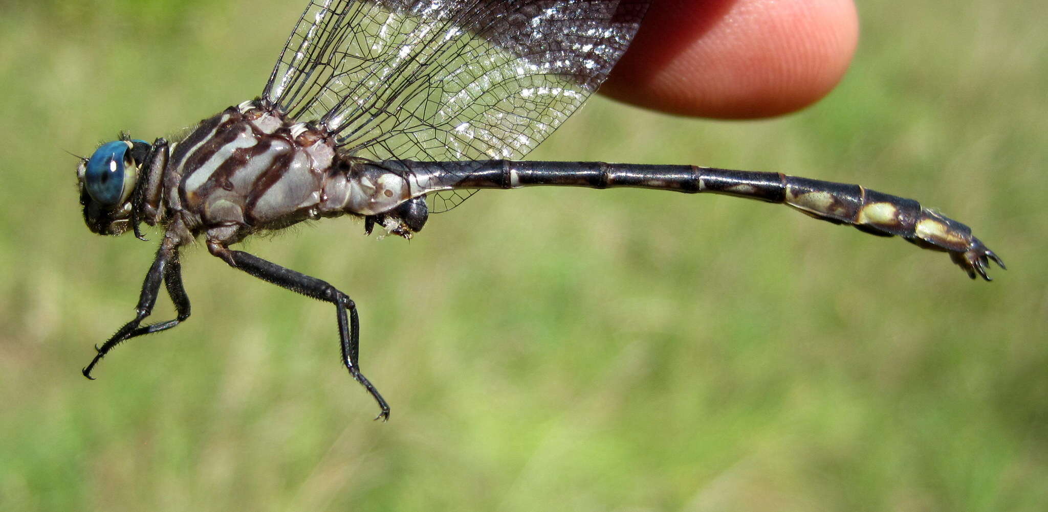 Image of Elusive Clubtail