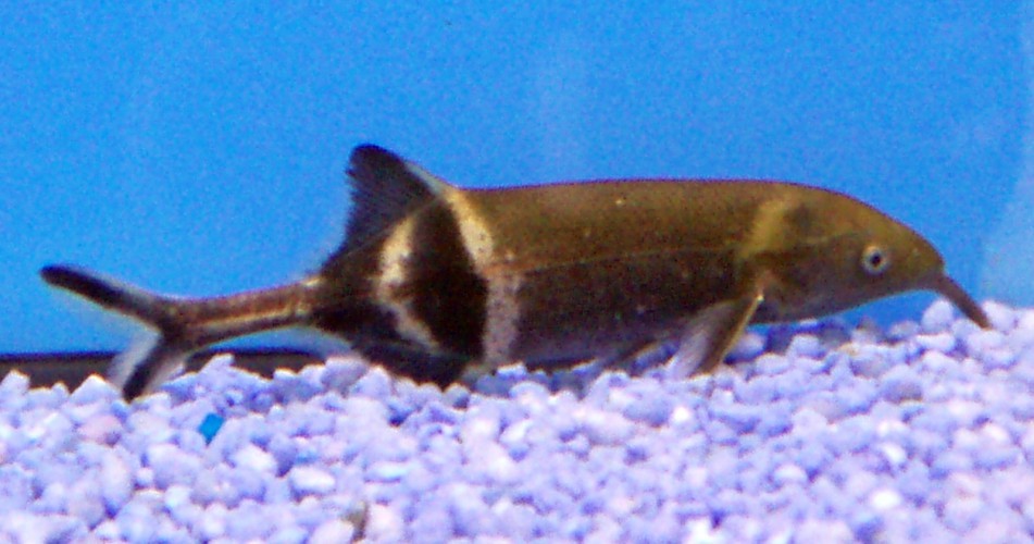 Image of Elephant Fish