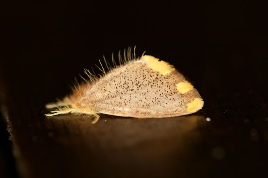 Image of <i>Somena scintillans</i> Walker 1856