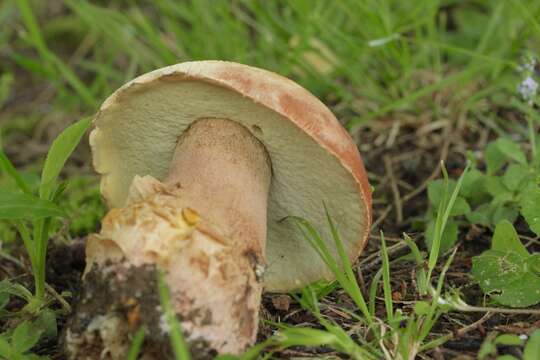 Image of Boletus subcaerulescens (E. A. Dick & Snell) Both, Bessette & A. R. Bessette 2000