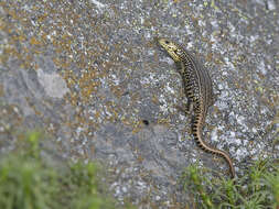 Image of Alpine Meadow-skink