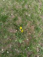 Image of Taraxacum mongolicum Hand.-Mazz.