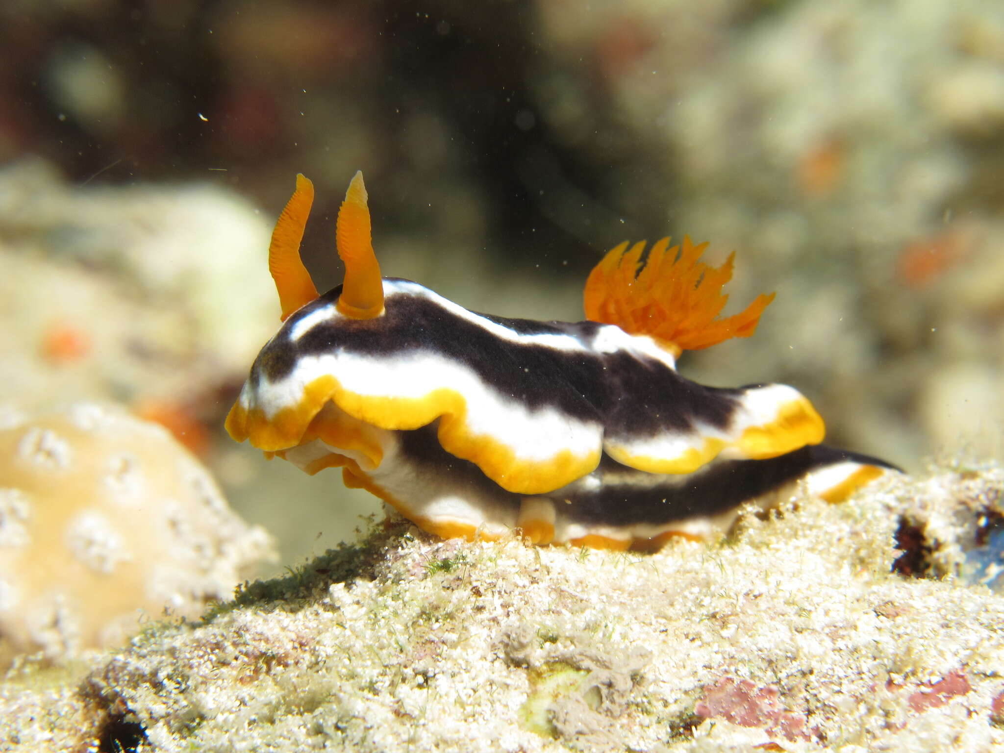 Image of Chromodoris africana Eliot 1904