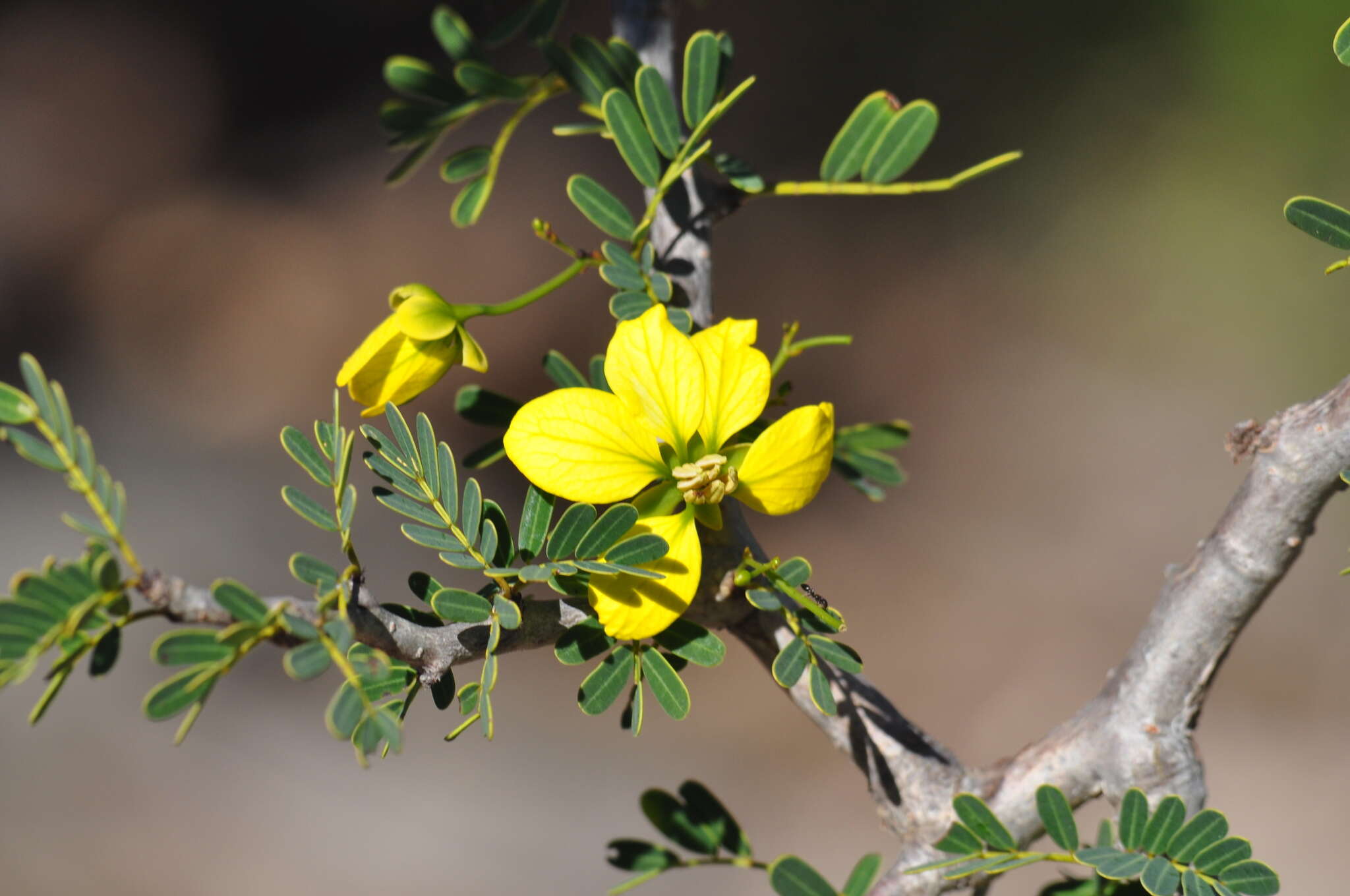 Plancia ëd Senna meridionalis (R. Vig.) Du Puy