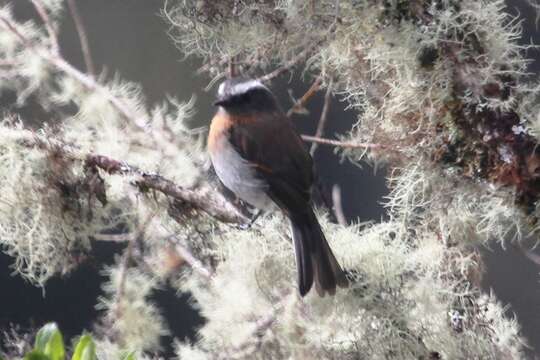 Image of Rufous-breasted Chat-Tyrant