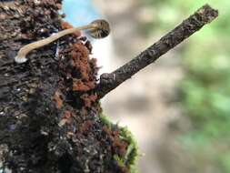 Image of Metatrichia floriformis