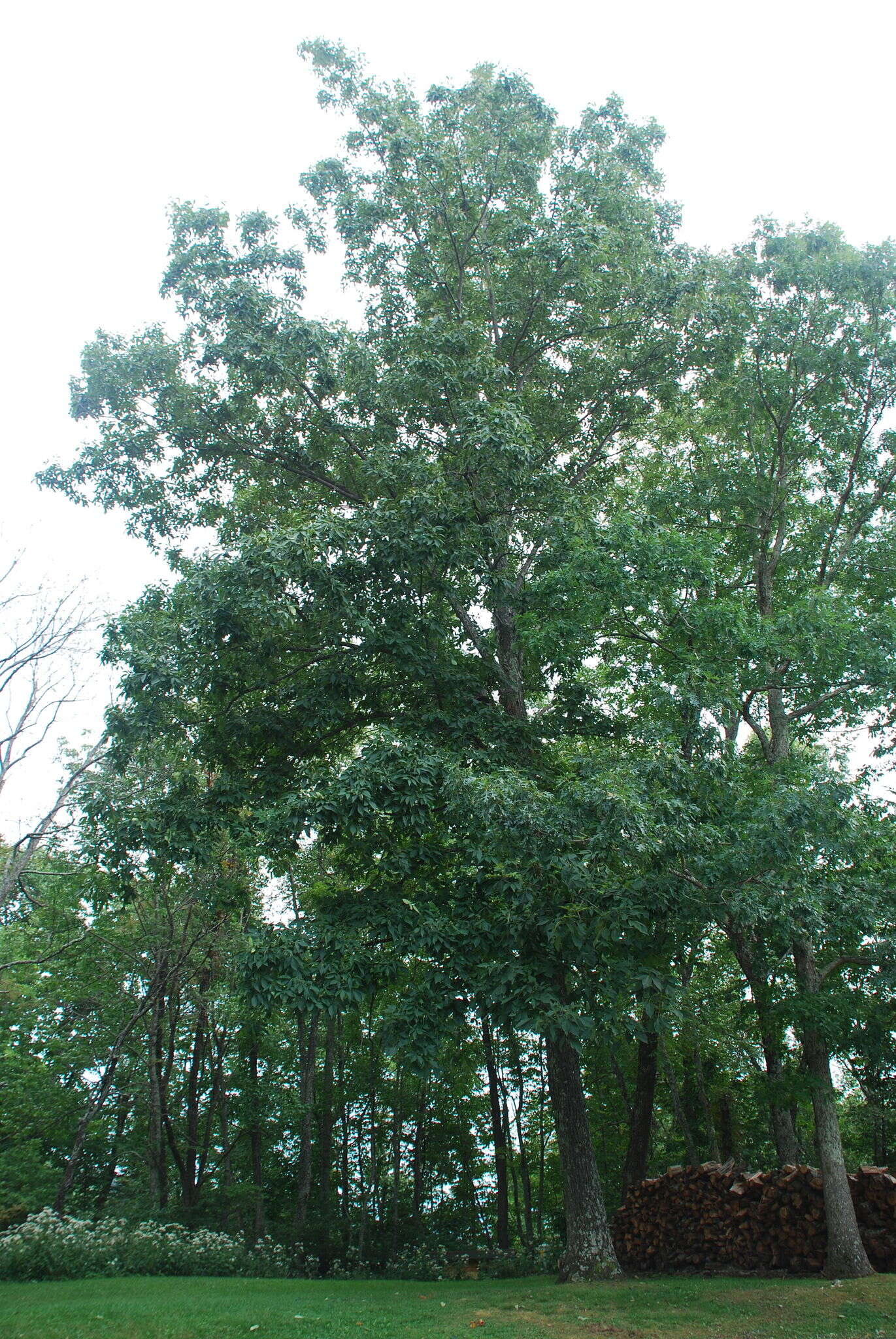 Image of Red Hickory