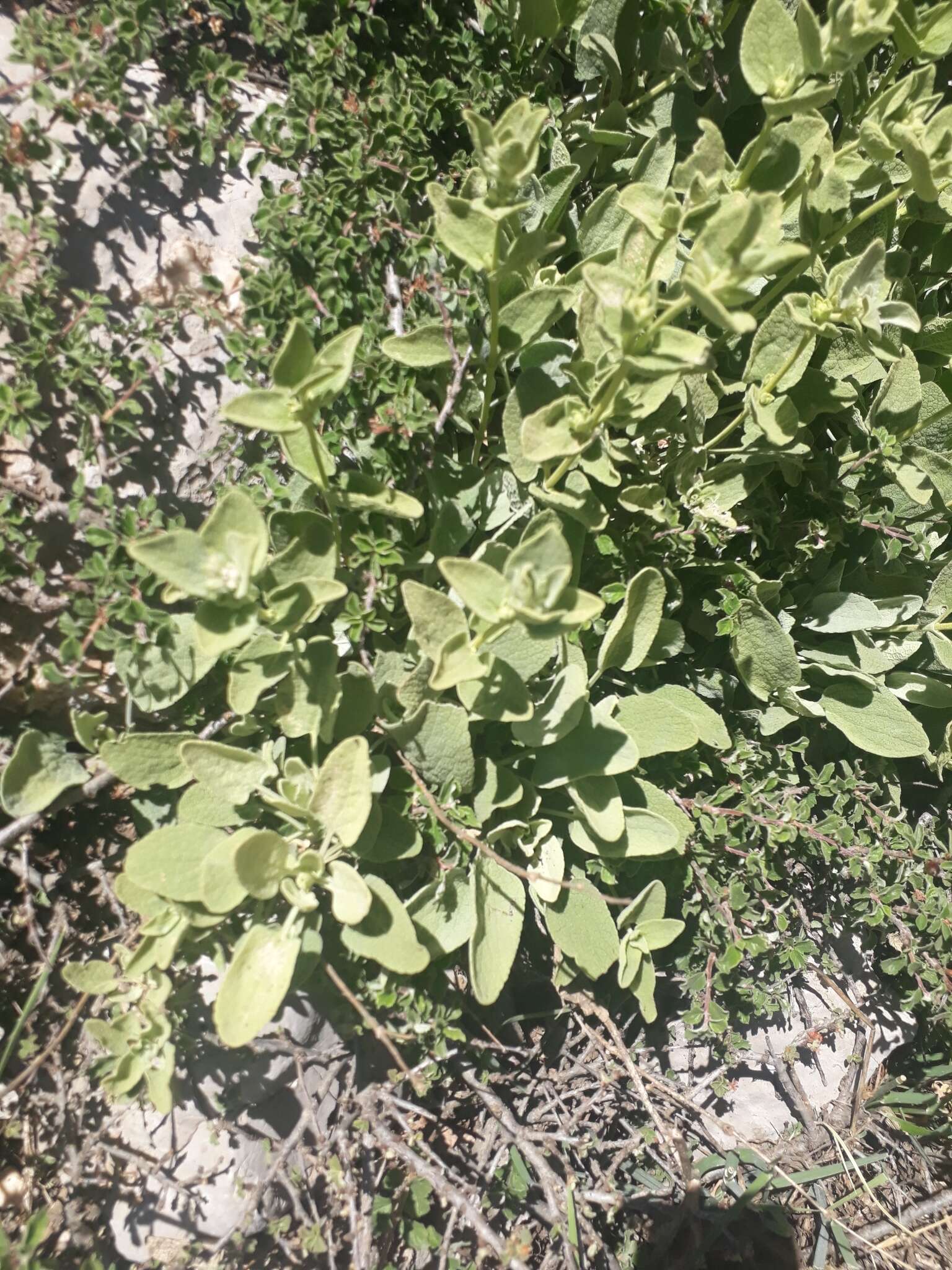 Image of Phlomis brevilabris Ehrenb. ex Boiss.