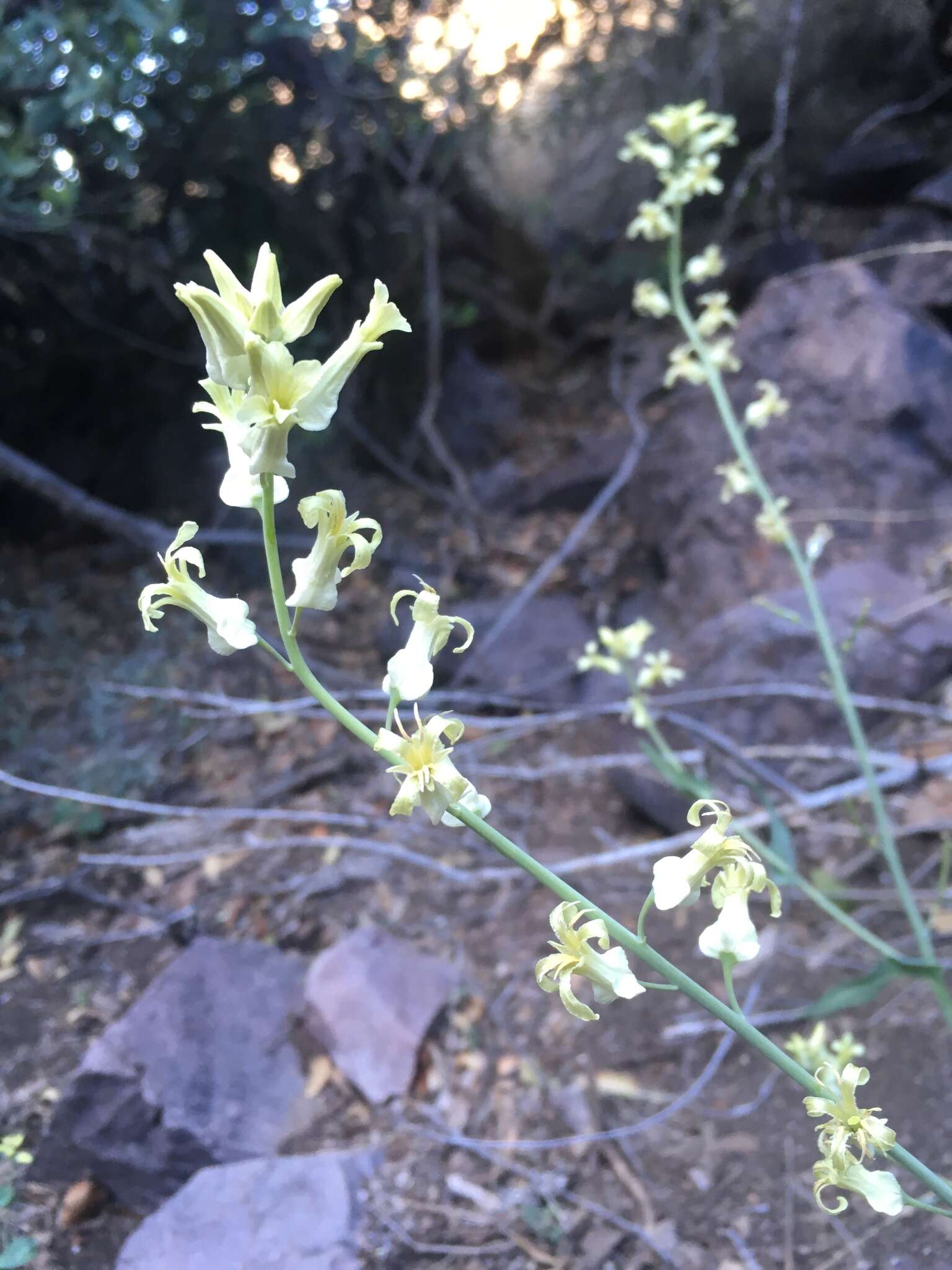 Слика од Streptanthus carinatus C. Wright