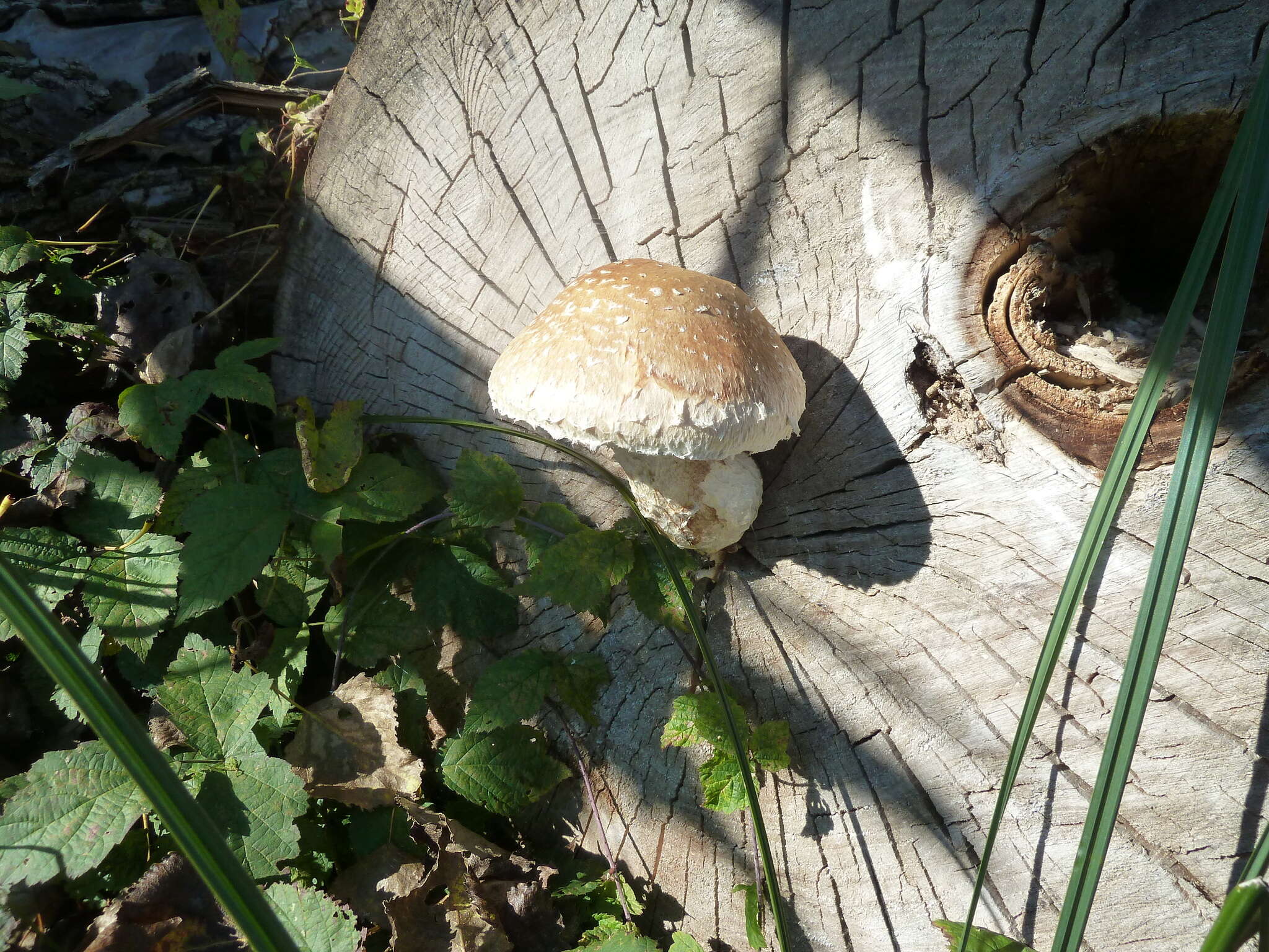 Image of Hemipholiota