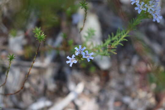 Image of Lechenaultia expansa R. Br.