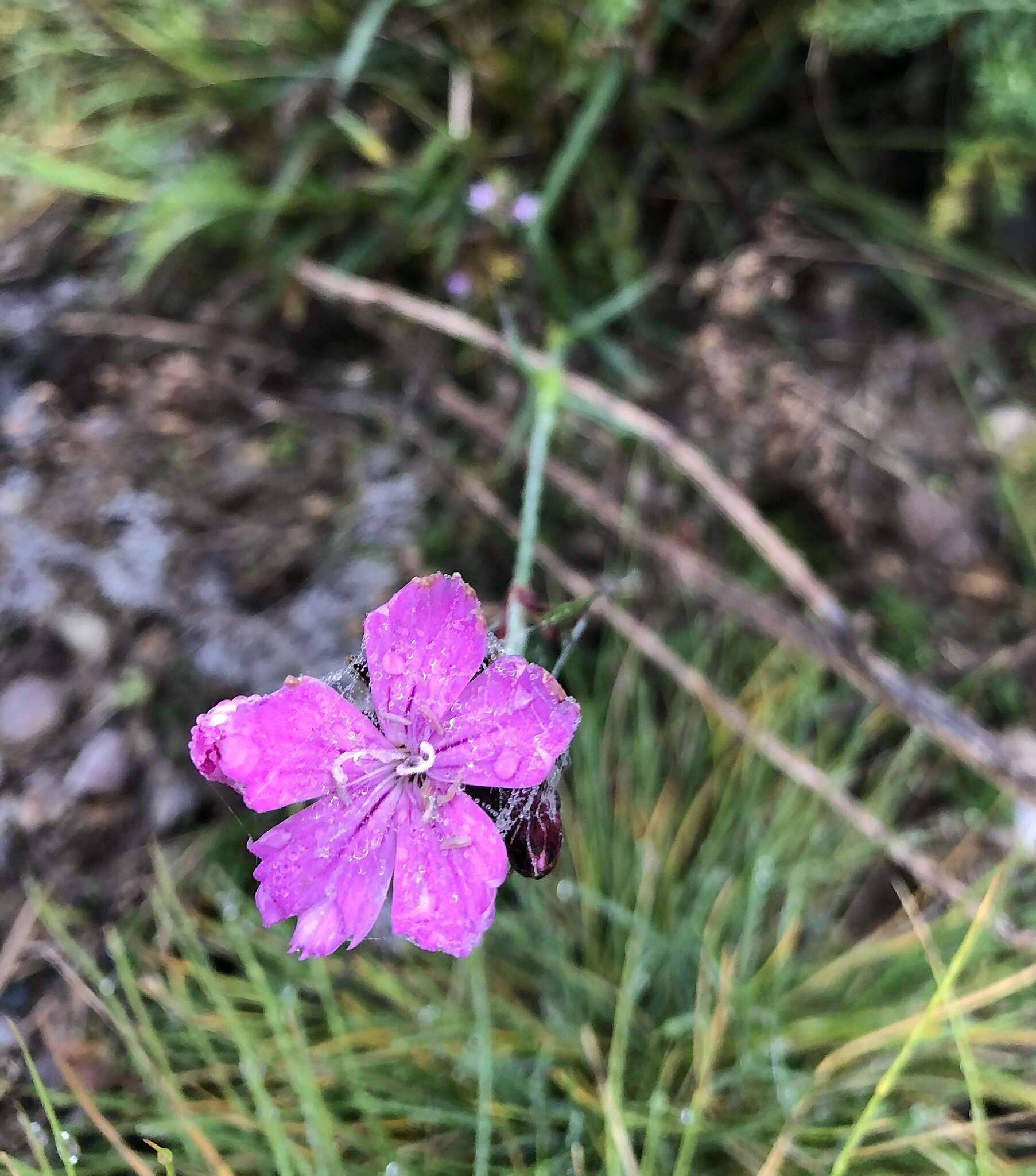 صورة Dianthus pontederae A. Kerner