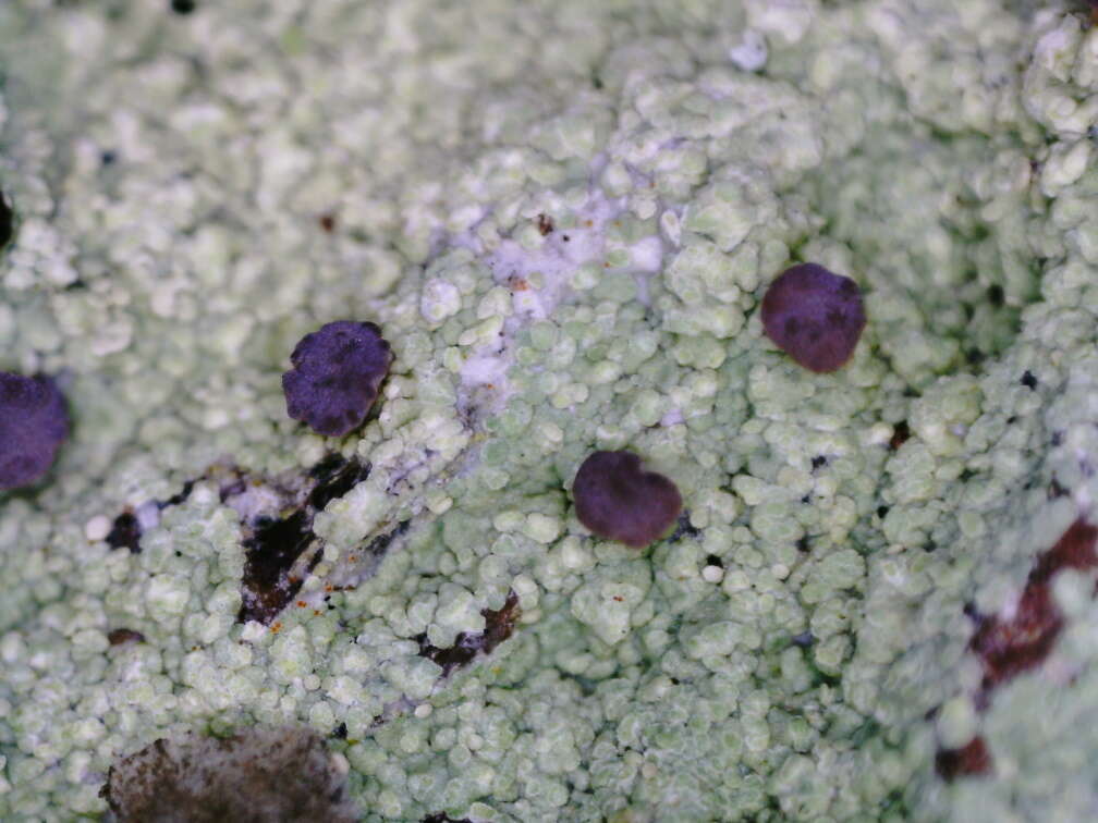 Image of Baeomyces carneus (Retz.) Flörke