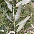 Sivun Salix drummondiana Barratt kuva