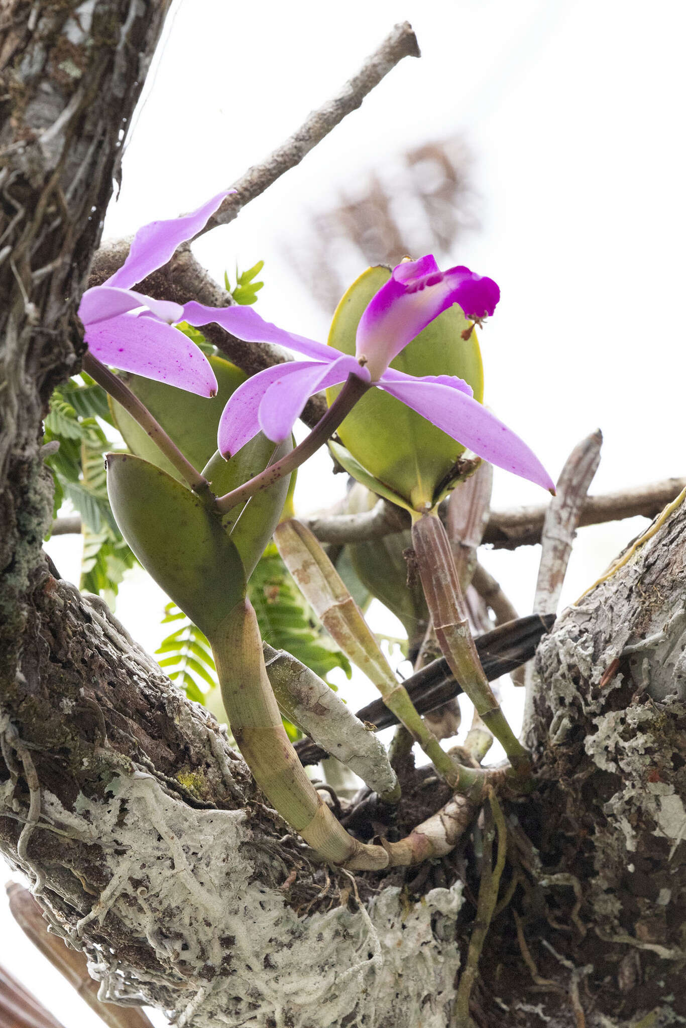 Image of Violet Cattleya