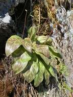 Image of Erythronium shastense D. A. York, J. K. Nelson & D. W. Taylor