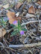 Image of Ajuga iva var. iva